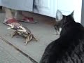 The Enemy Crab from Final Fantasy