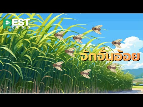 Pest Crisis EP 9 จักจั่นอ้อย แมลงตัวเล็ก แฝงตัวทำลายผลผลิตในระดับเศรษฐกิจ