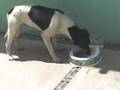 perro callejero, consciencia animal
