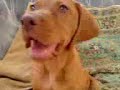 vizsla puppy Nika