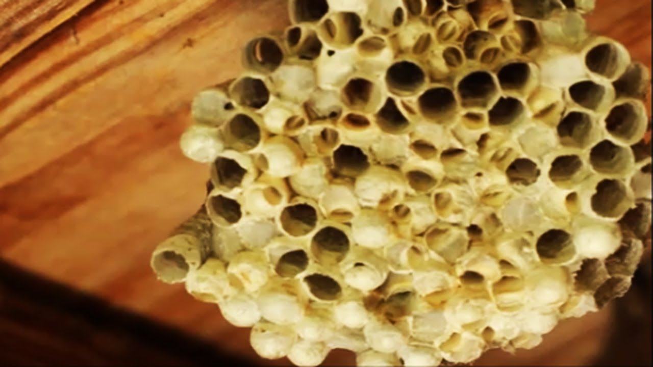 Video Gallery Trypophobia Reference site