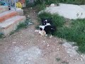 Tristan y los peques