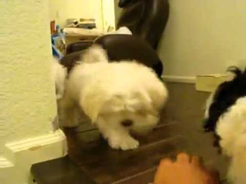 how to know a pure breed lhasa apso