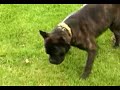 virtual fence dog containtement