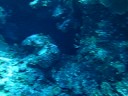 Diving in the Cayman's: Bulwinkle West