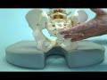 Relaxobak Orthopedic Cushions Coccyx