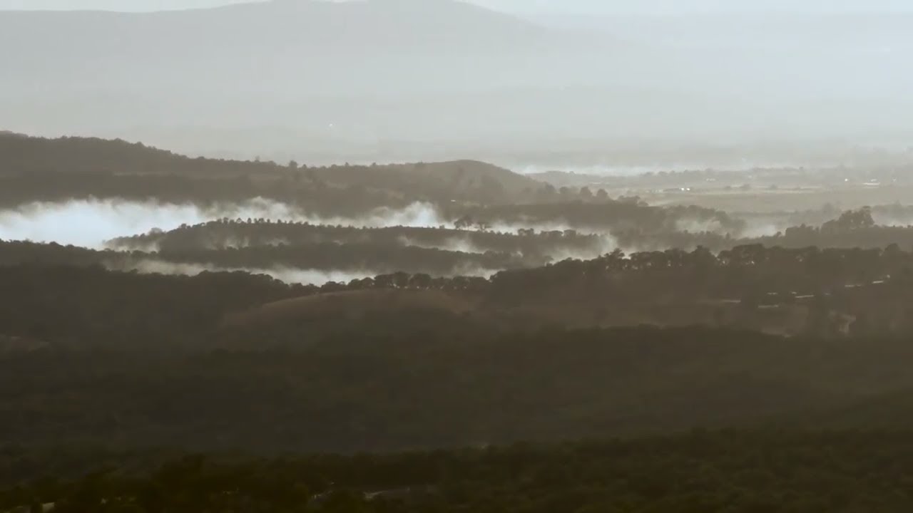 Early Morning Cockatoos Drone Video