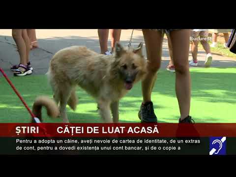 Târg pentru adoptarea cățeilor, în București