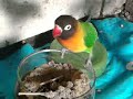 mi maggie