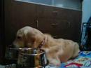 Dino the Golden Retriever - The Furry Patient