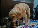 dino the golden retriever   the furry patient