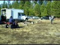 La Pine Oregon Mushing Weekend - Siberian Husky Team Start