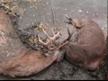 Grosse Ile Buck Fight - free flv video @ vwatch.tv