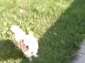 Inara and Yoda At Play Again