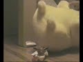 Eevee and friends 9 pikachus moving with his cousin