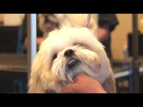 How to Groom a Shaggy-Haired Dog Around its Eyes : Dog Grooming