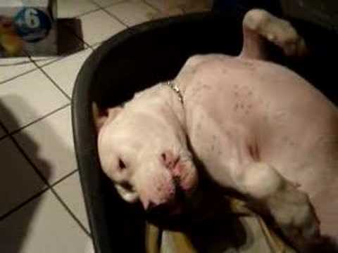dogue argentin