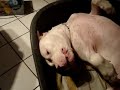 Dogue argentin Dogue argentin