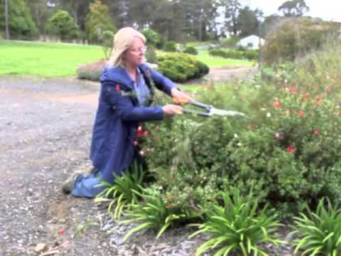 how to trim salvia