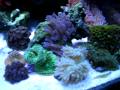 videos de 061009 - My Biocube 29 tank after 2 months
