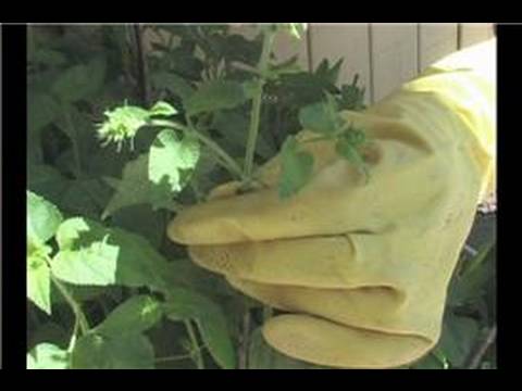 how to transplant salvia plants