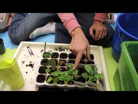 how to transplant abutilon