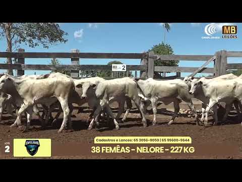 1� LEIL�O EXPOJUINA - 2026