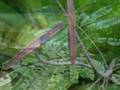The Guyana Experience