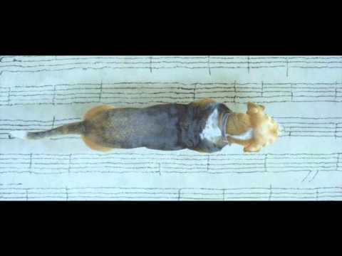 More Than Dog See video