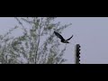 Swallow Swallow