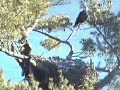 maine bald eagle 11 23 08 ...10:02 am maine bald eagle 11 23 08 ...10:02 am