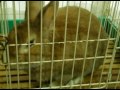 Just a rabbit. #1