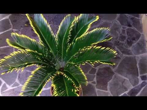 how to transplant cycas revoluta