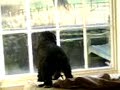 mitzi doesn't like the postman