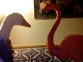 Flamingo and Goose 10
