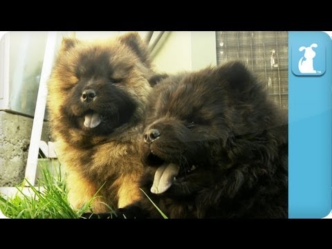 Chow Chow Puppies - PuppyLove