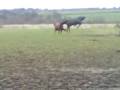 my " nutty " horse nutty - bring it on