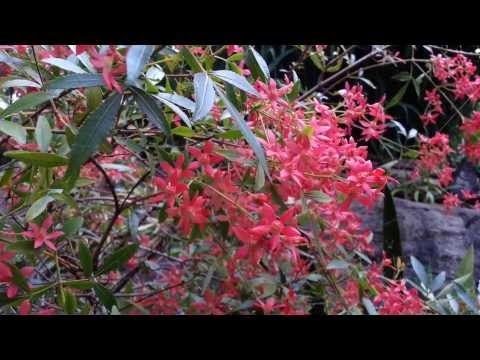 how to grow nsw christmas bush