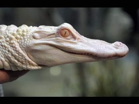 YouTube reptile video