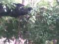 videos de Binturongs fighting