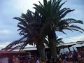 z la manga baile del lumbago pliego