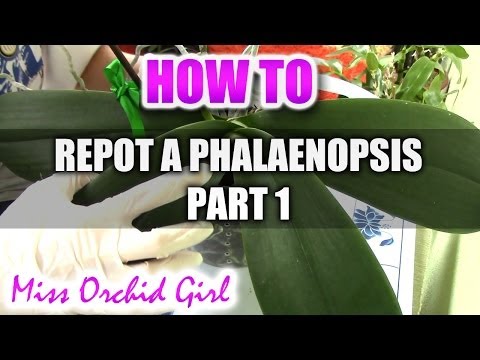 how to replant orchid