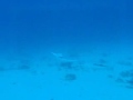 Segundo dia en Playa del Carmen, Tiburones