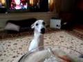 Roodi the whippet begs for veggie dip