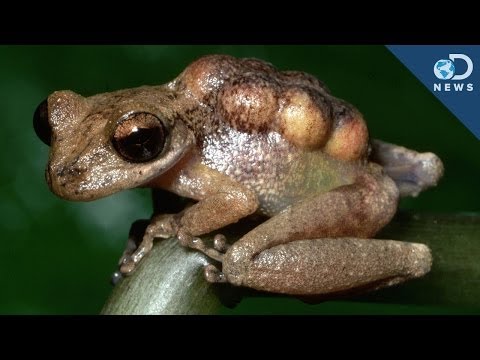 3 Weird Frog Discoveries!