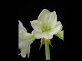 Amaryllis Time Lapse Amaryllis Time Lapse