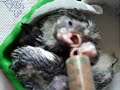 Korela suprevíce na http://www.rucnedokrmenipapousci.wbs.czKakadu cockatoo žako kongo Congo amazoňan amazona agapornis alexandr malý Alexander small velký the great čínský Chinese pink ara aratinga sun zlatý gold Barnard collar Eklektus Eclectus mníšek šedý Quaker Parrot blue Nandej Neoféma parrot papoušek Nestor kea korelka korela cockatiel korely andulka budgerigar andulky Budgerigars Pyrura Kakariki rosela Yellow Rosella Eastern lutino lutin Pennant Mutation