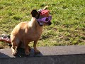 perros colgados!!!