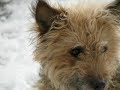 Georgie - The Pooch\