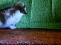Introduction of the BLUE HILLS RABBITRY
